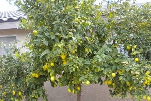 lemon trees